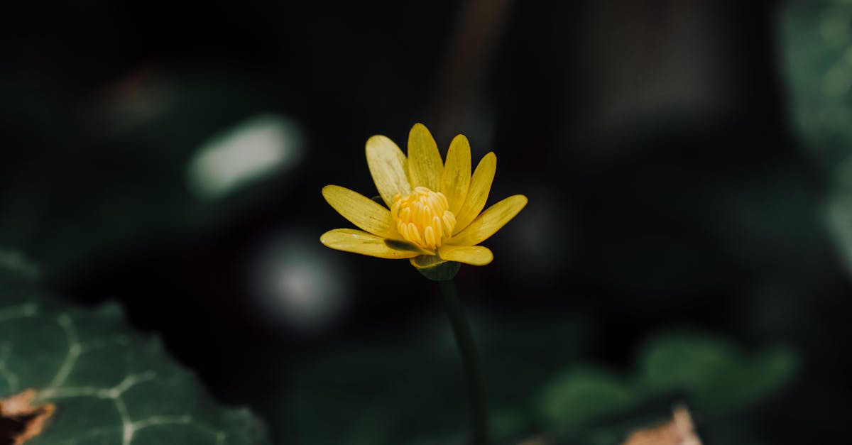 découvrez les avantages et les défis de la vie en célibat. explorez des conseils et des réflexions sur l'épanouissement personnel, la découverte de soi et la joie d'être seul tout en cultivant des relations épanouissantes.