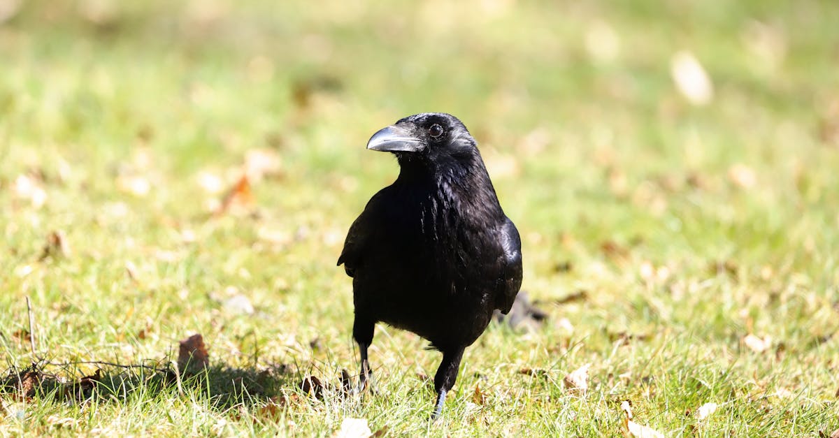 découvrez les bienfaits de la célibat et la richesse des expériences qu'il peut offrir. explorez des conseils et des réflexions sur la vie en tant que célibataire, l'épanouissement personnel et la célébration de votre indépendance.